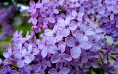 CREMĂ – FLORI DE LILIAC