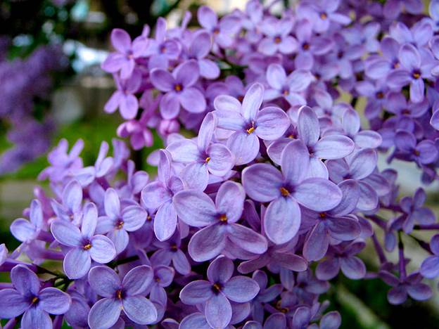 CREMĂ – FLORI DE LILIAC