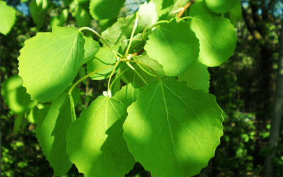 Oxigenul din întuneric – PLOP NEGRU